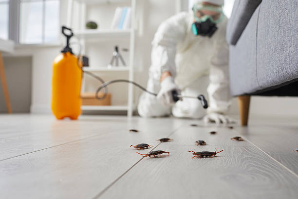 Post-Treatment Bed Bug Interceptor Monitoring in Oak Valley